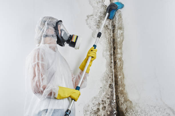 Best Certified Mold Removal  in Lake Camelot, WI