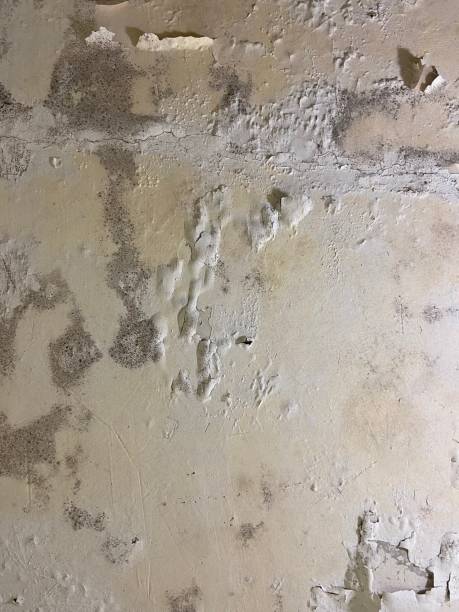 Best Black Mold Removal  in Lake Camelot, WI