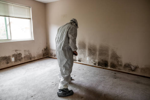 Office Mold Removal Services in Lake Camelot, WI
