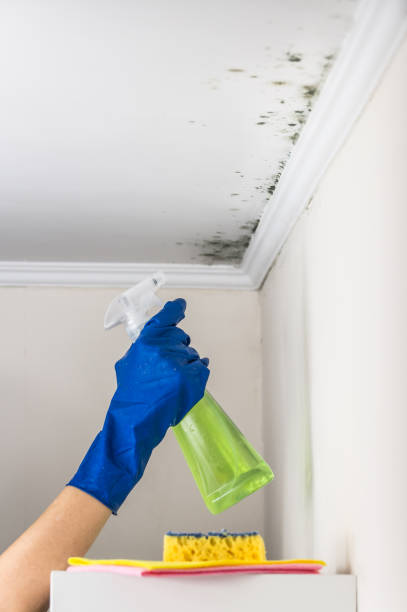 Best Professional Mold Removal  in Lake Camelot, WI