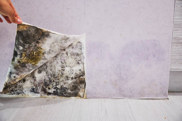 Best Local Mold Removal Service  in Lake Camelot, WI
